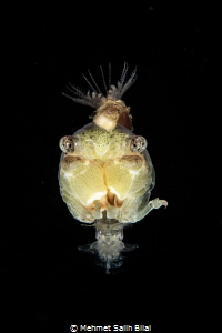 Juvenile crab at blackwater. by Mehmet Salih Bilal 